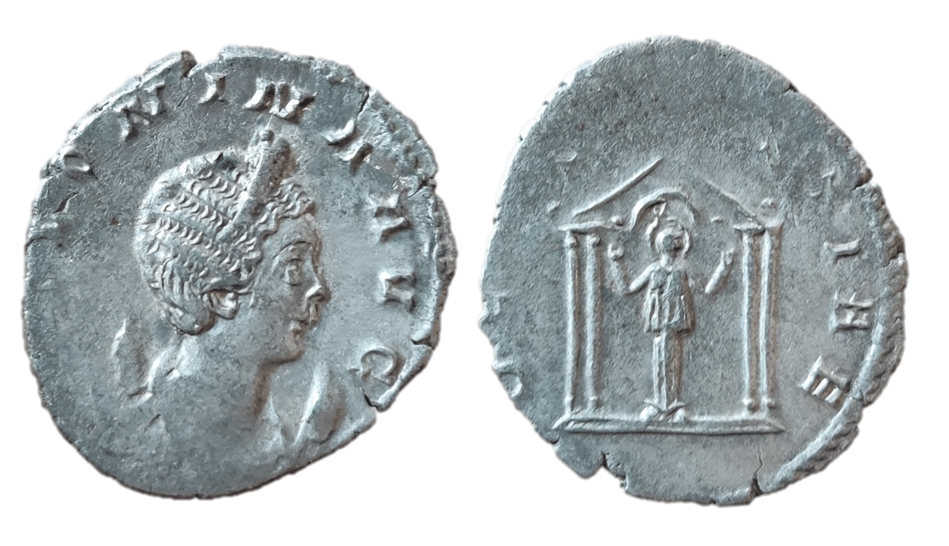 salonina deae segetiae.png