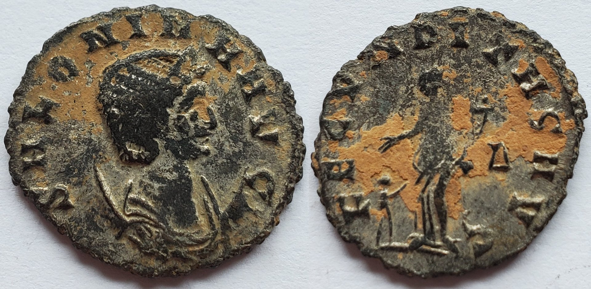 Salonina fecunditas.jpg