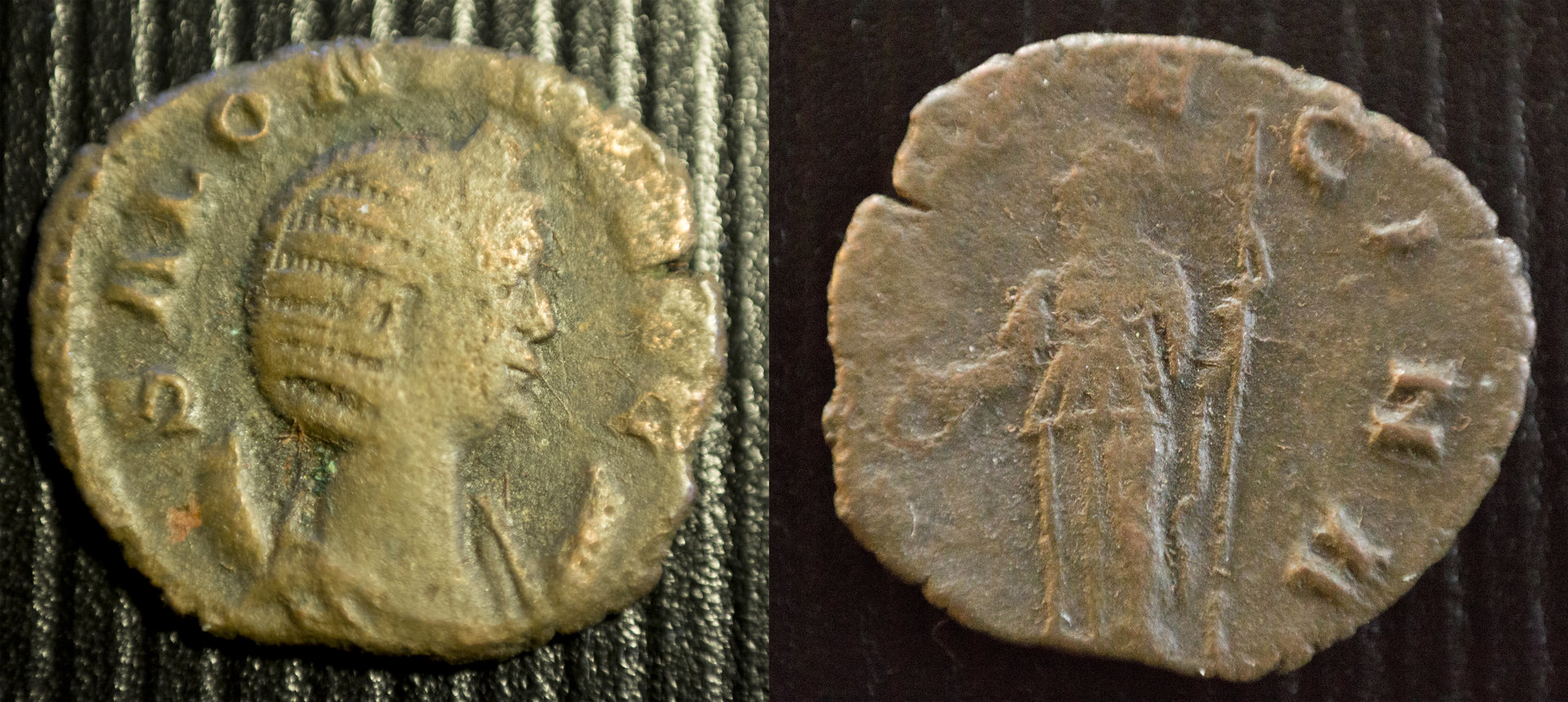 salonina.jpg