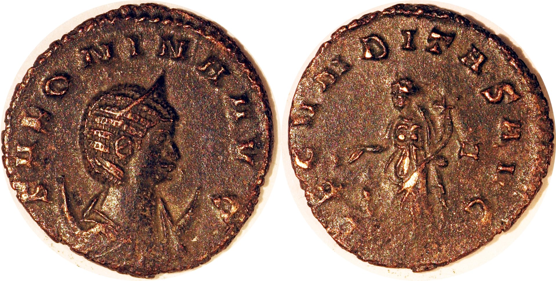 salonina.jpg