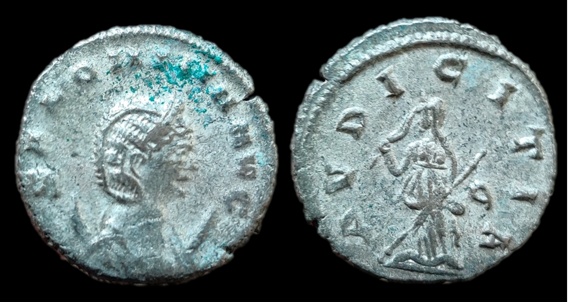 salonina pvdicitia.png