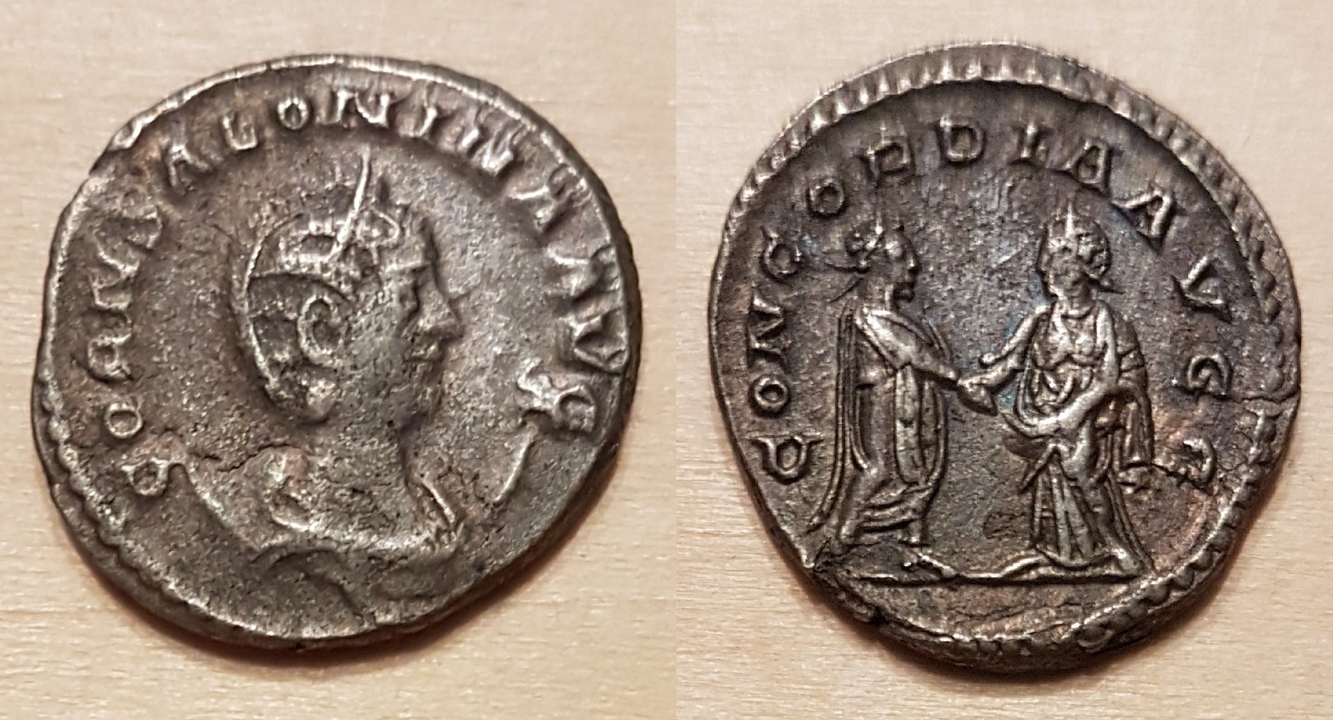 salonina1.jpg