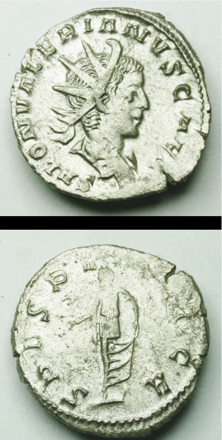 Saloninus 2.JPG