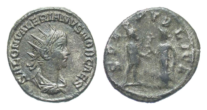 saloninus.jpg