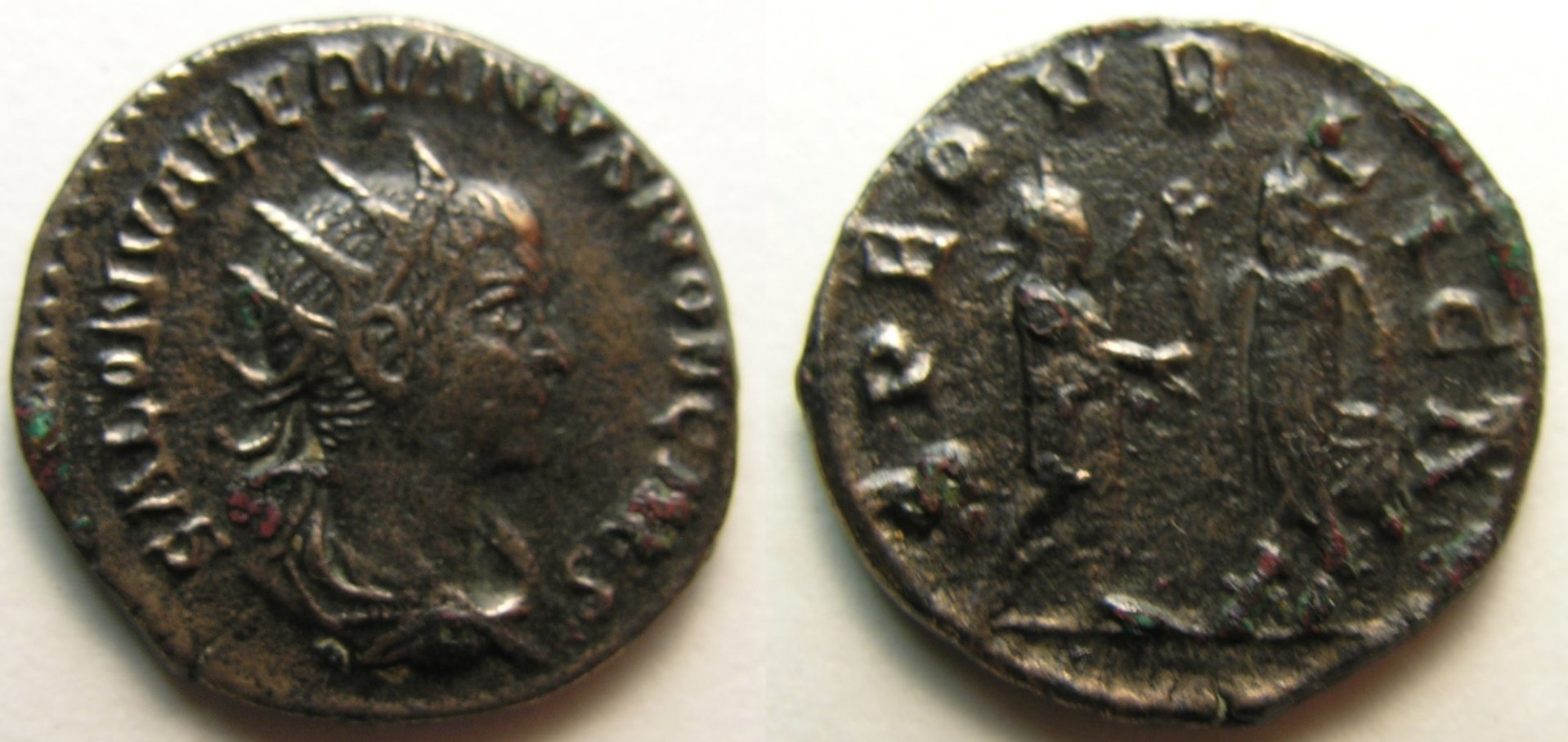 saloninus-photo.jpg