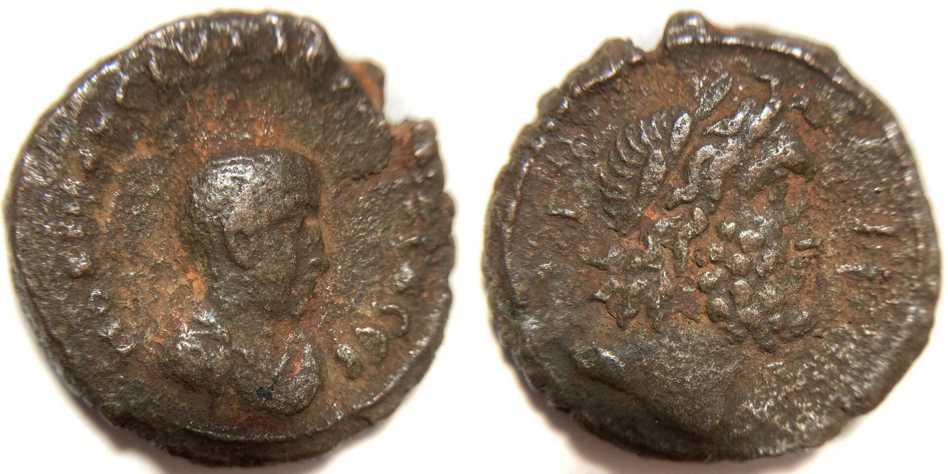 Saloninus Tet.JPG