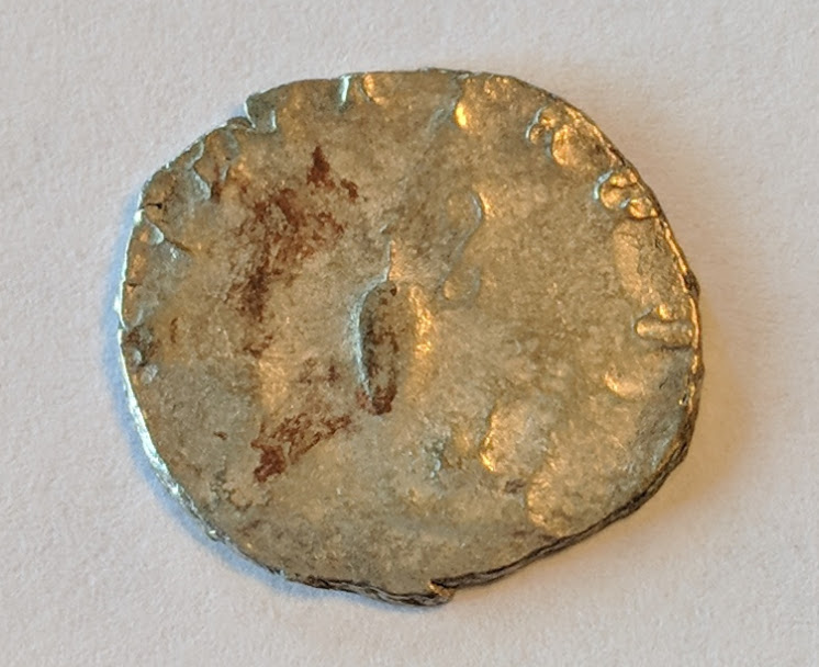 saloninus2.jpg