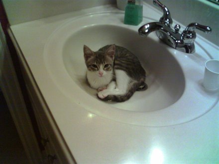 Sammie in the sink! 2007.jpg
