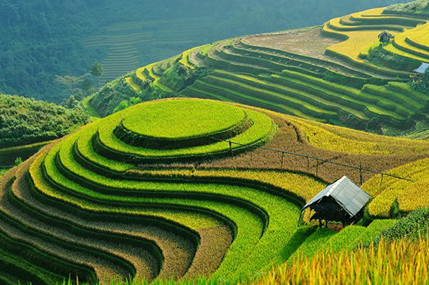 Sapa-Rice-Terrace.jpg