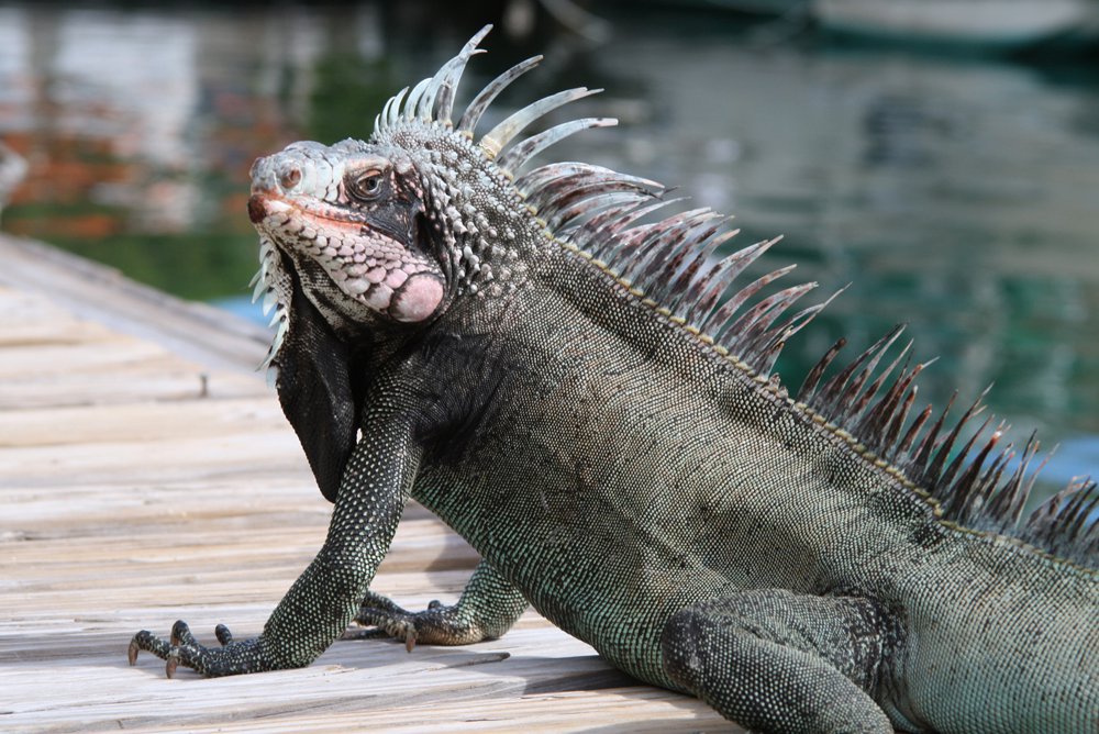 SapphireIguana.jpg