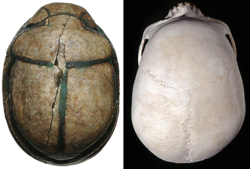 Scarab-Skull.jpg
