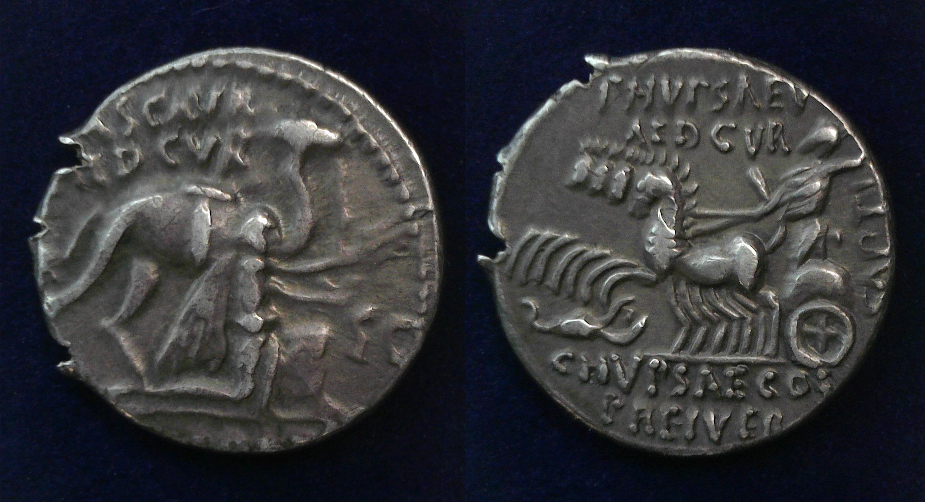 Scaurus Hypsaeus Aretas.jpg