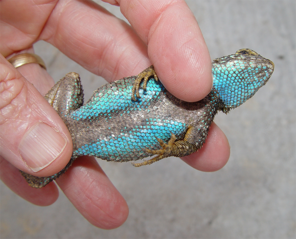 Sceloporus occidentalis ventral Mar 29 2011 Julian CA.jpg