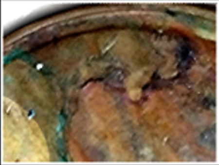scoby panel (1).png