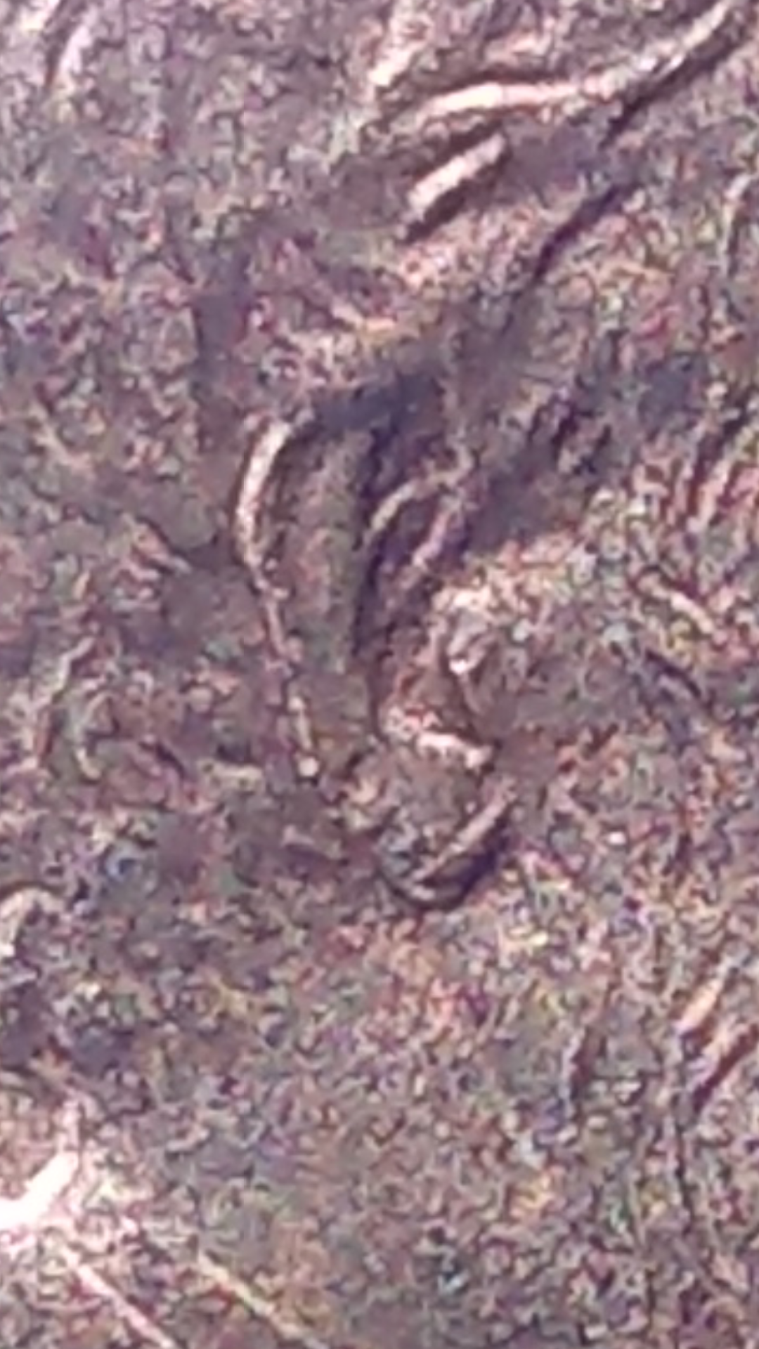 Screenshot_20200324-040812.png