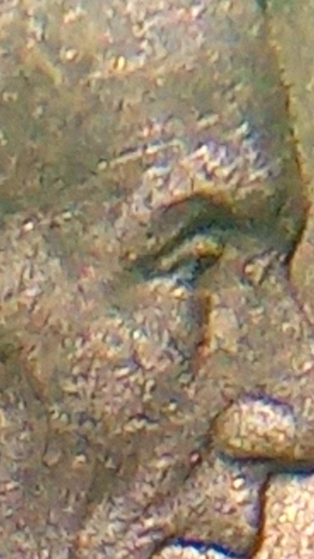 Screenshot_20200324-044923.png