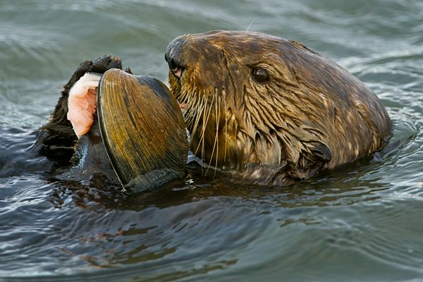 seal and clam.jpg