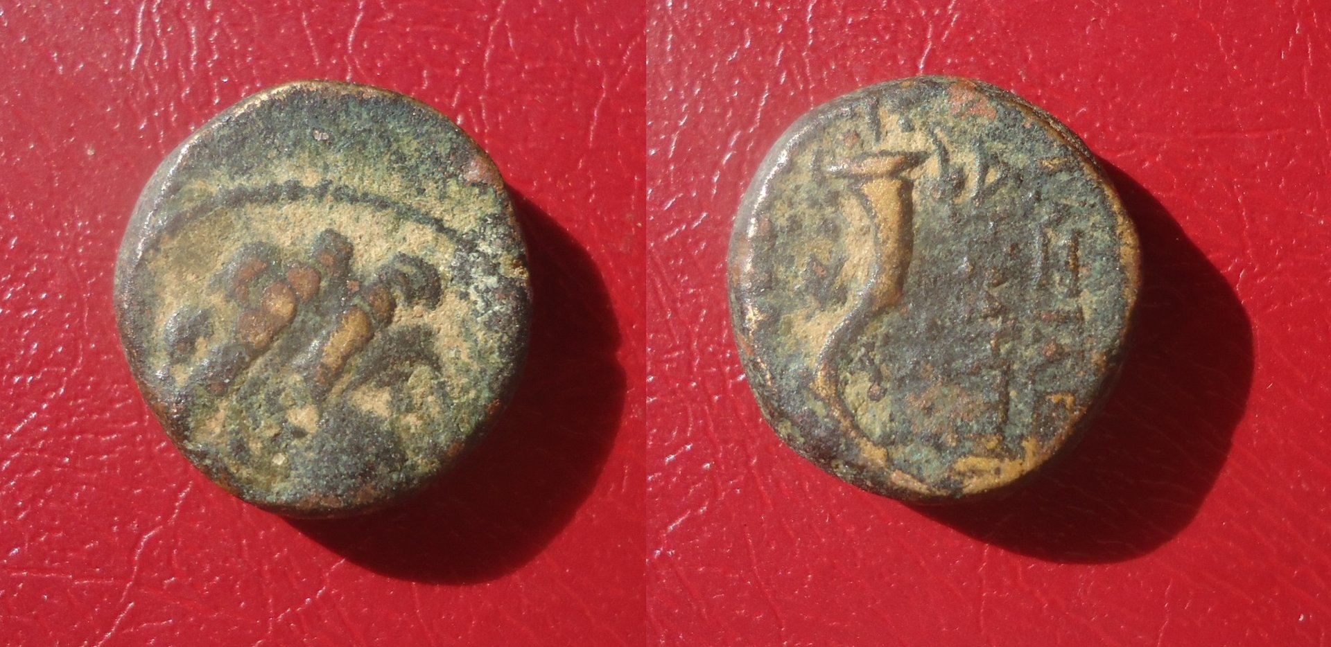 Seleucid - AE Demtrios II corn lot May 2020 (14).jpg