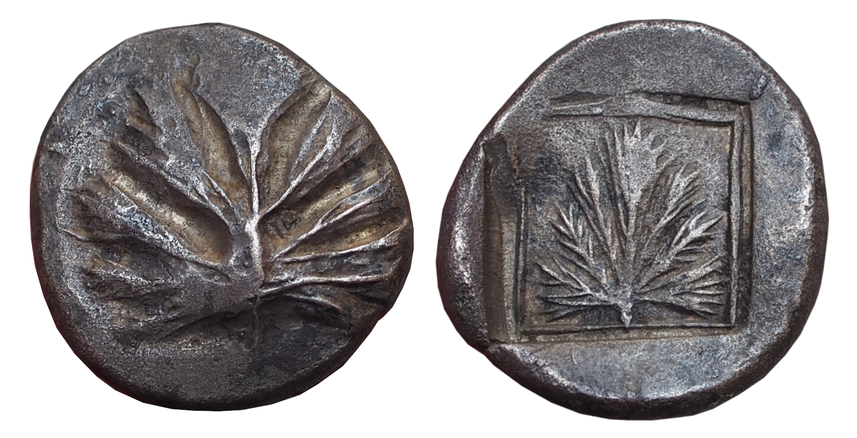 Selinos didrachm2bis.JPG