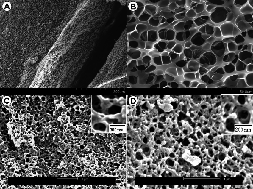 SEM-images-of-porous-polymers-synthesized-with-different-crosslinker-contents-A-and-B.png