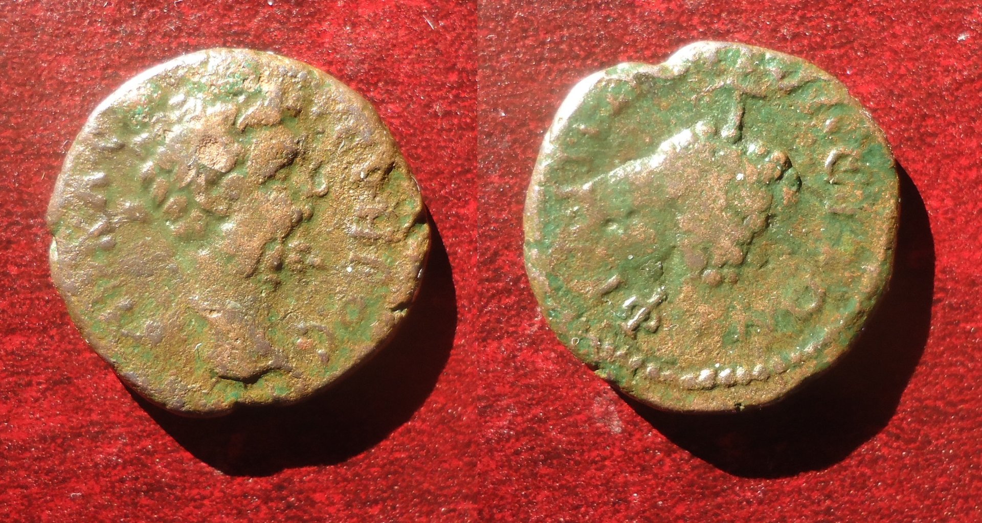 Sept. Severus - Phiiopolis AE grapes Jan 2020 (0).jpg