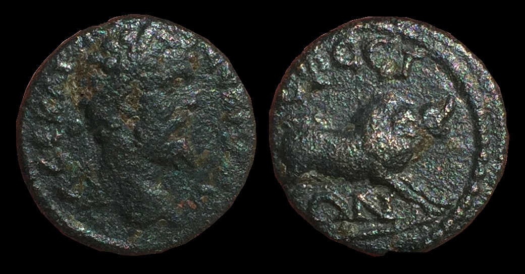 Septimius Severus Boar.jpg