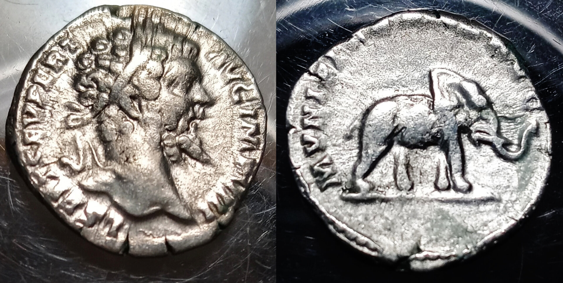 Septimius Severus elephant COMBINED.jpg
