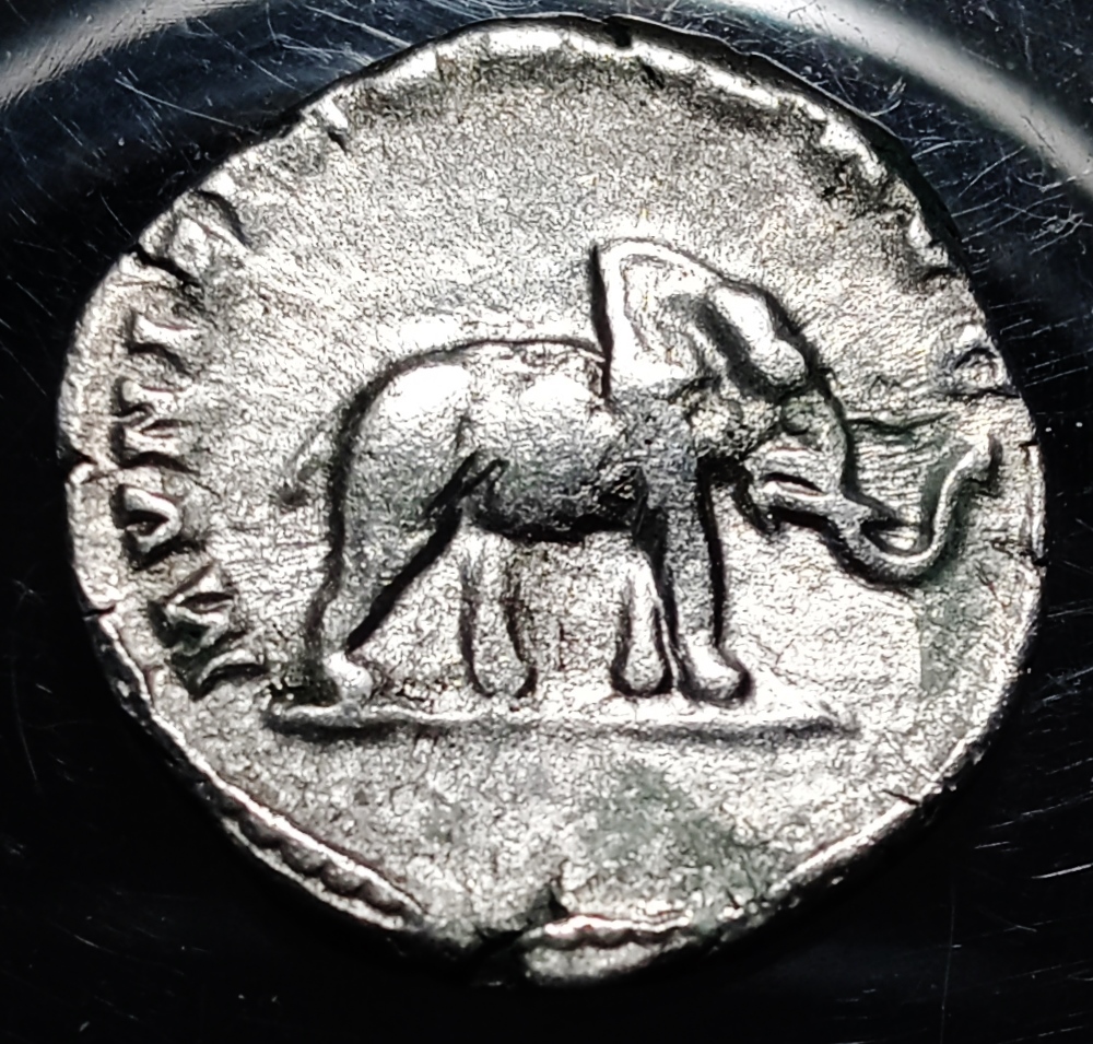Septimius Severus - Elephant Rev. 1.jpg
