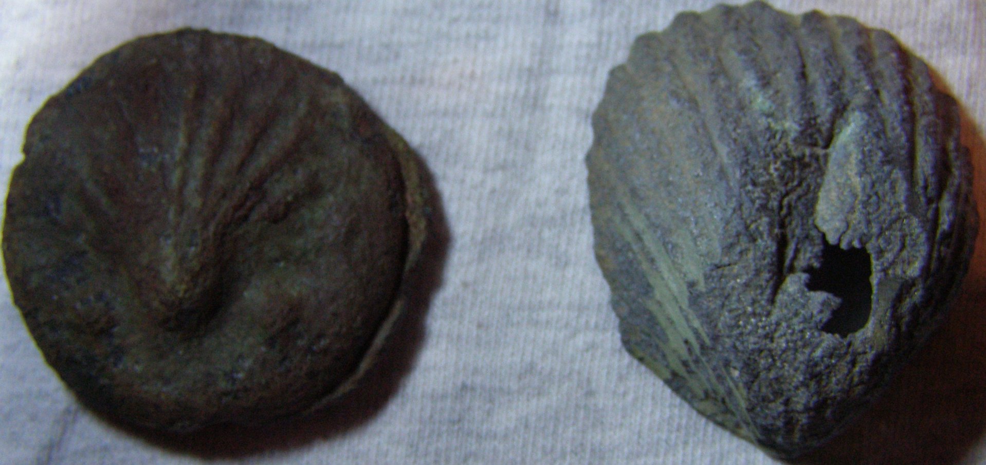 Sextans shell coin and shell.jpg
