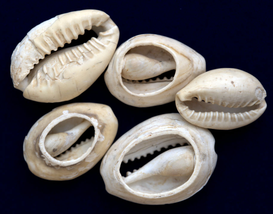 Shang Dynasty Cowries.jpg