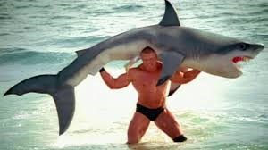 Shark.jpg