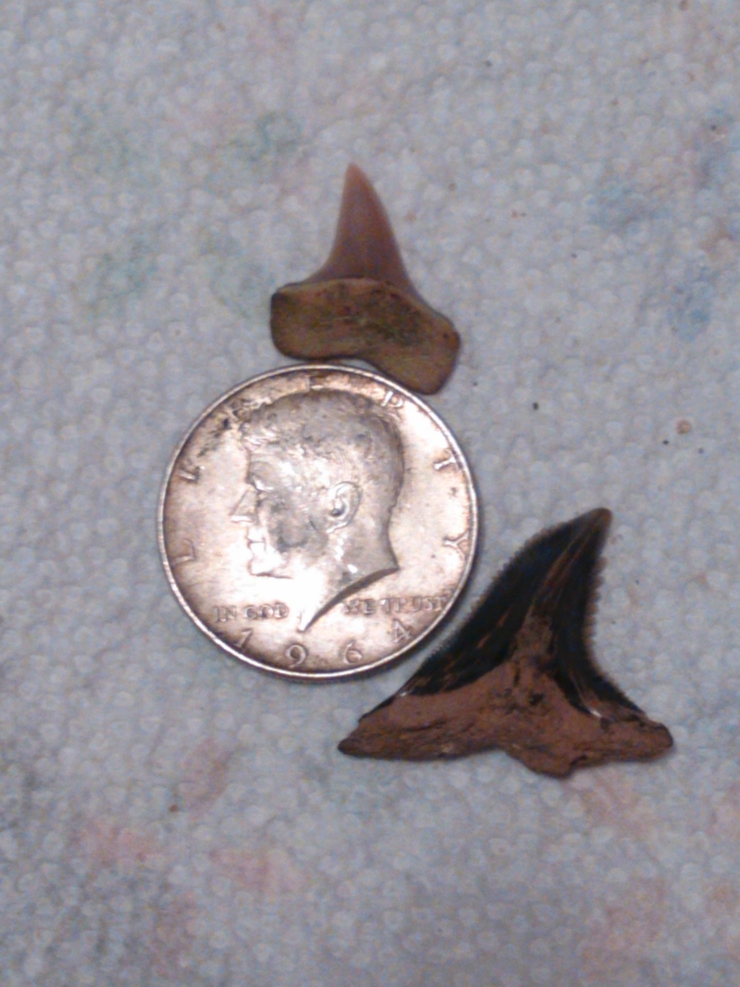 Shark Teeth.jpg