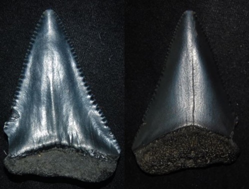 Sharks Tooth 43x29mm.jpg