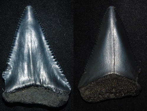 Sharks Tooth 43x29mm O-R.jpg