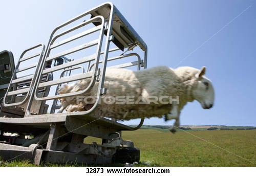 sheep.jpg