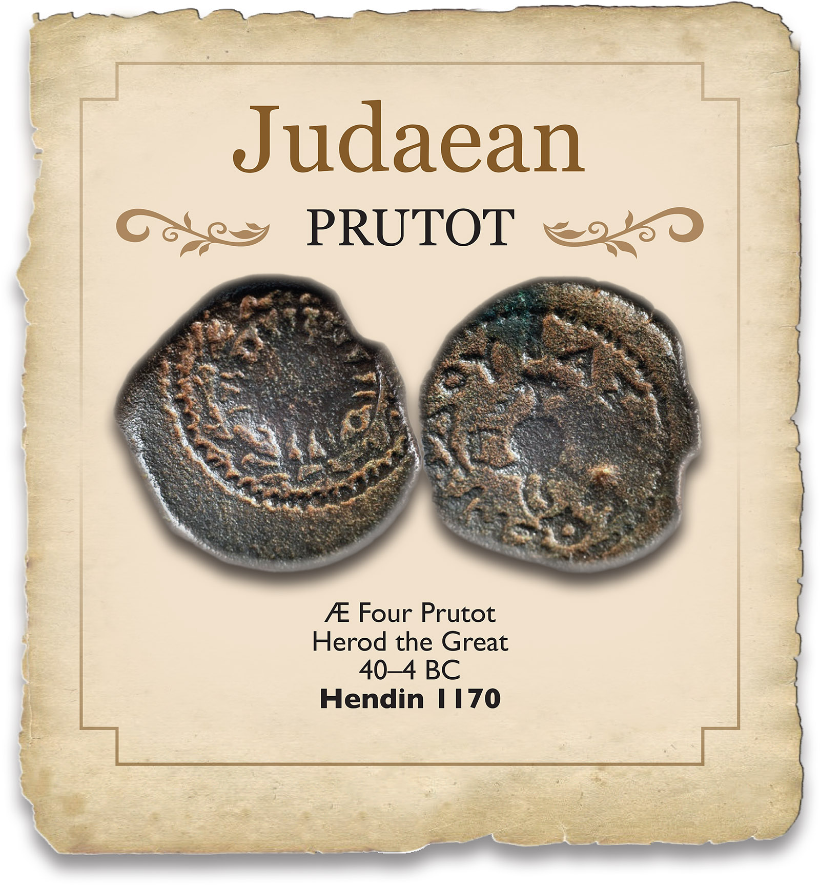 SHEILD_JUDAEAN.jpg