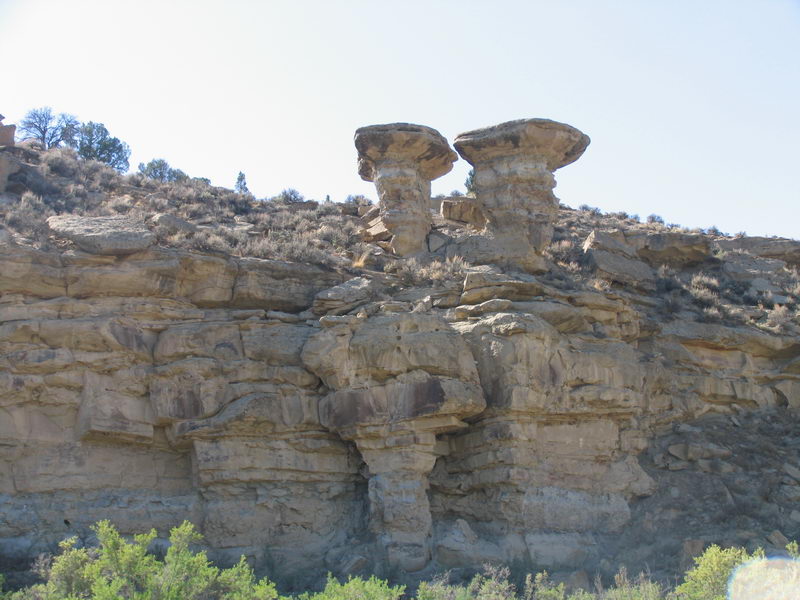 SHROOMS #1.jpg
