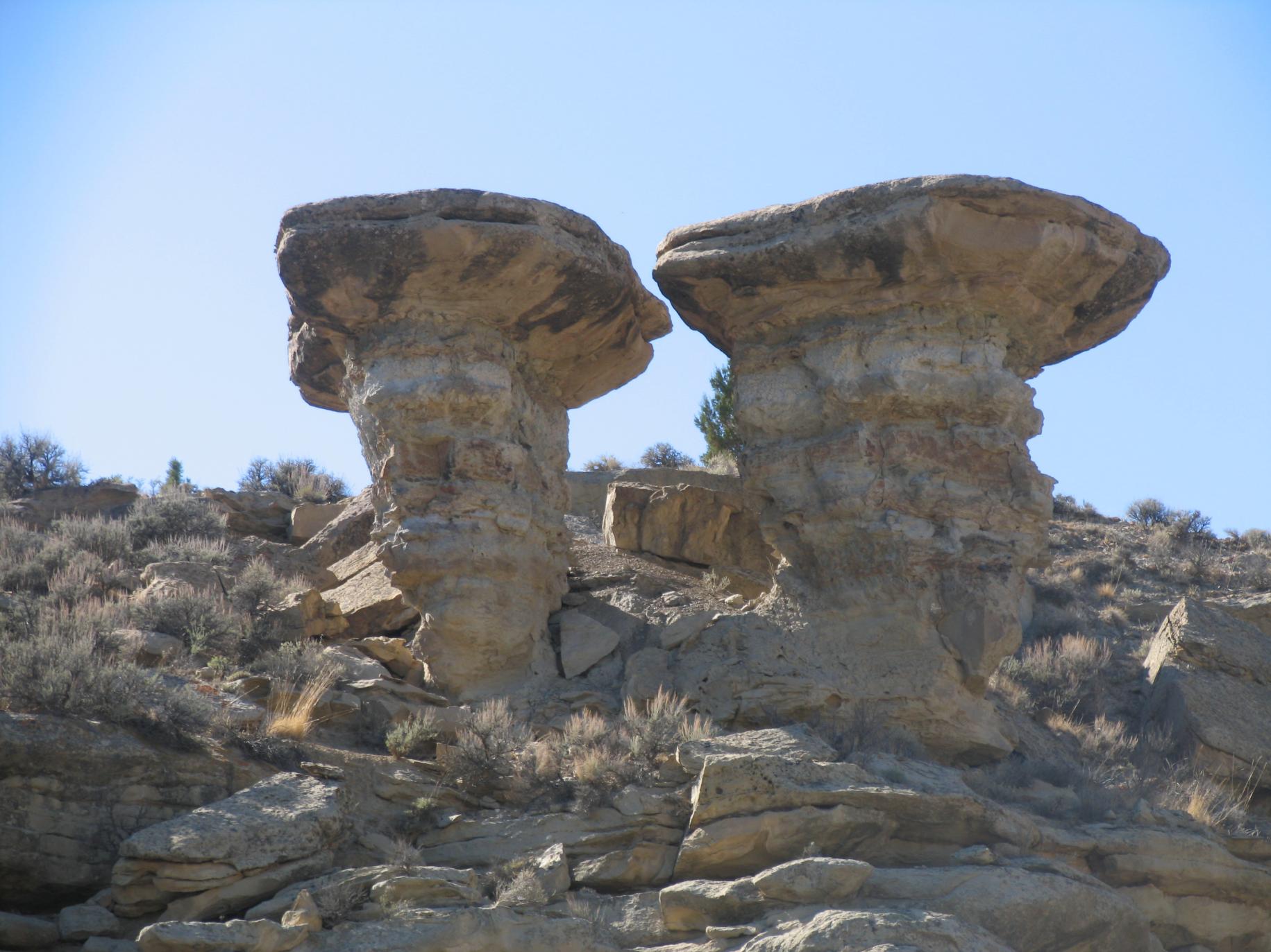 SHROOMS #2.jpg