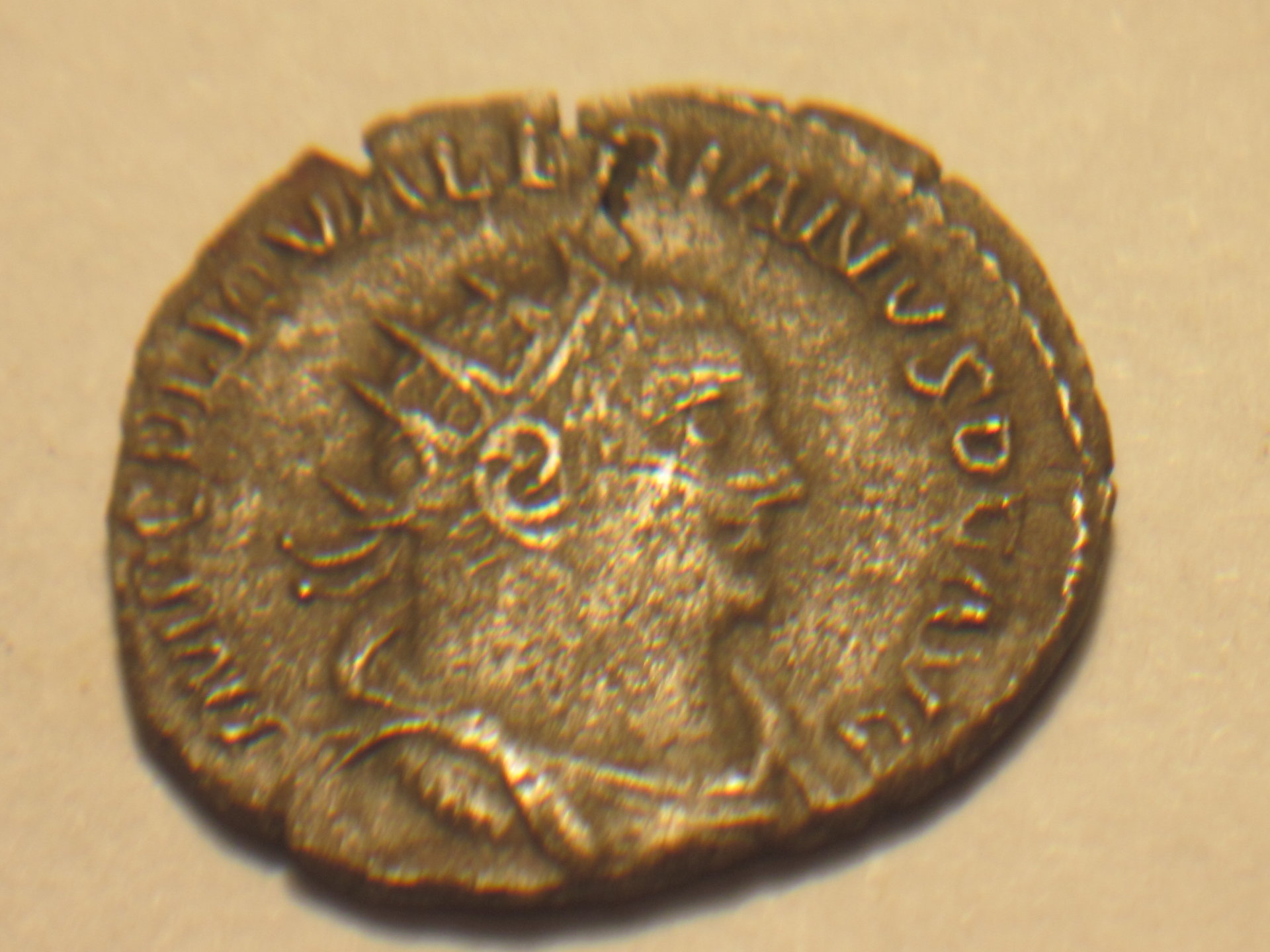 silverwash Valerian antonianus 002.JPG