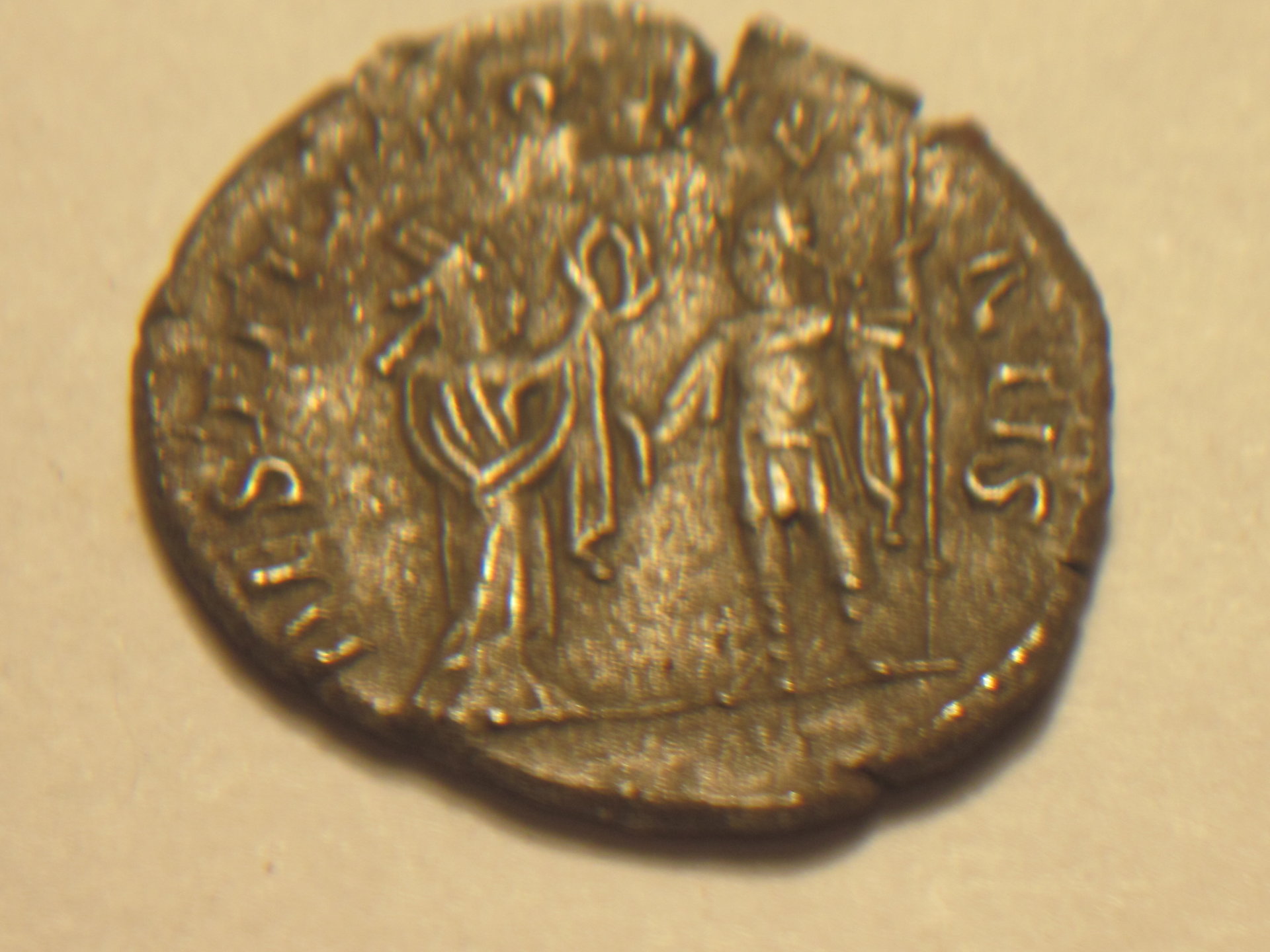 silverwash Valerian antonianus 003.JPG