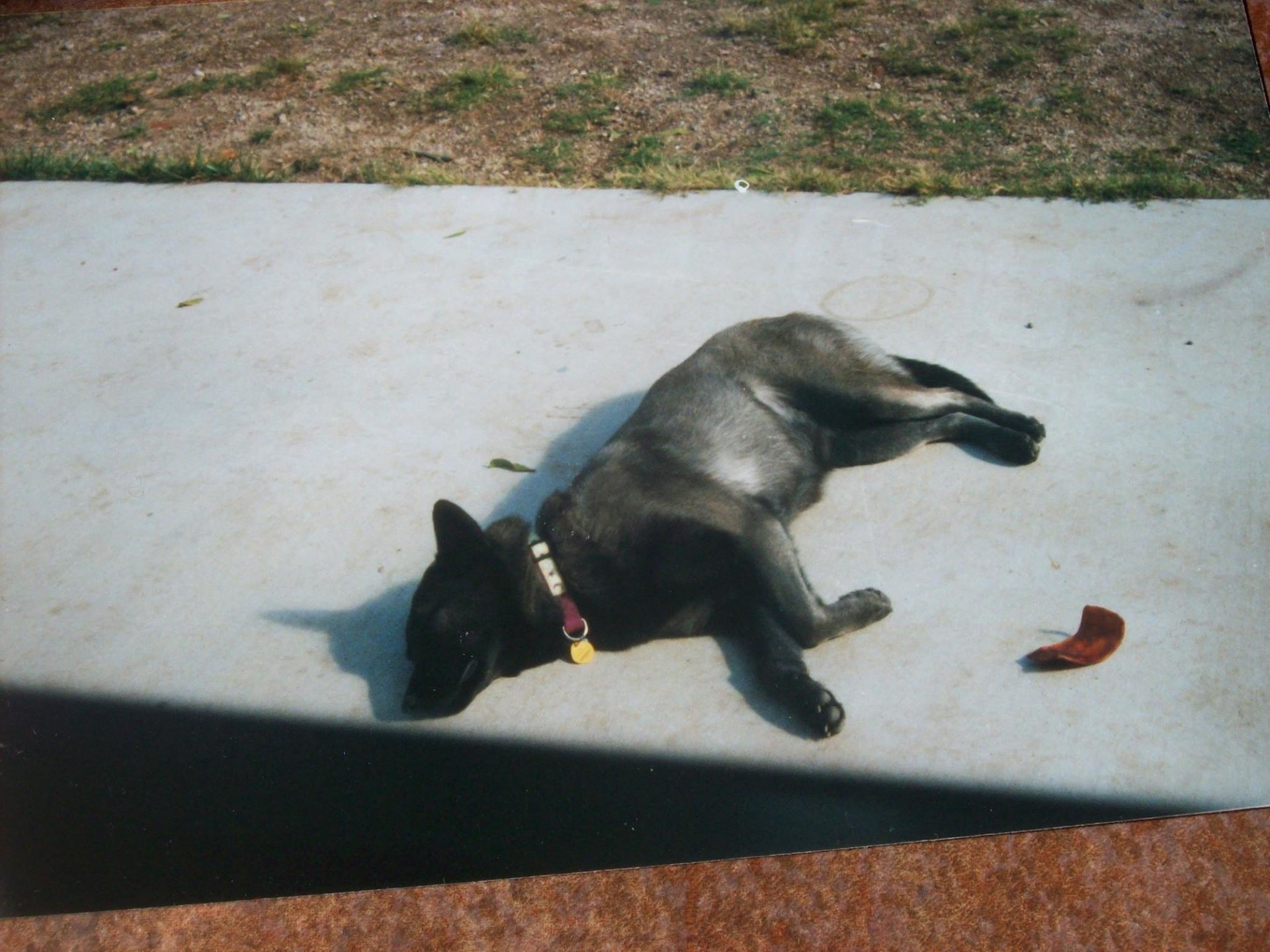 simba6.jpg