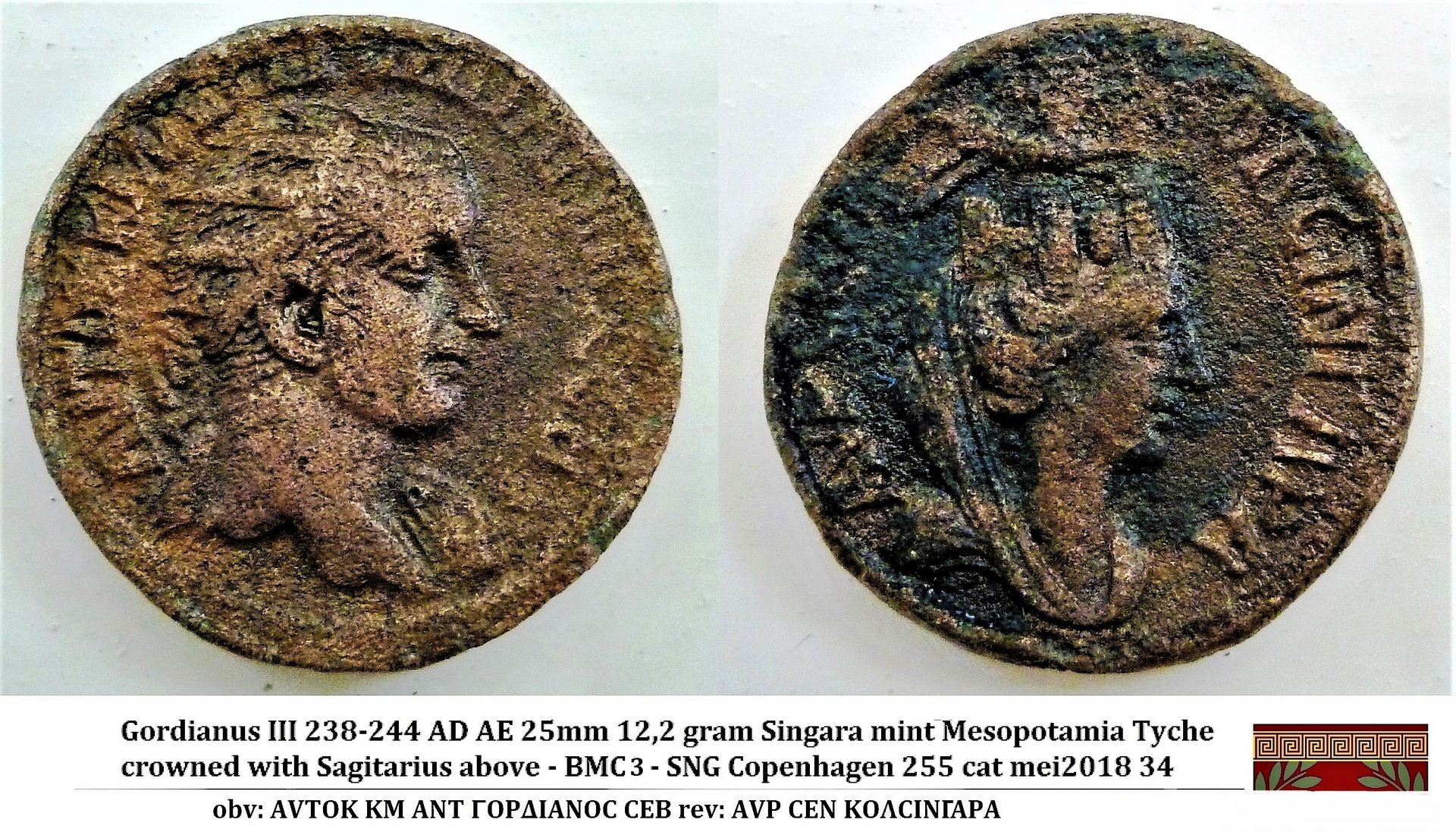 singara gordianus.jpg