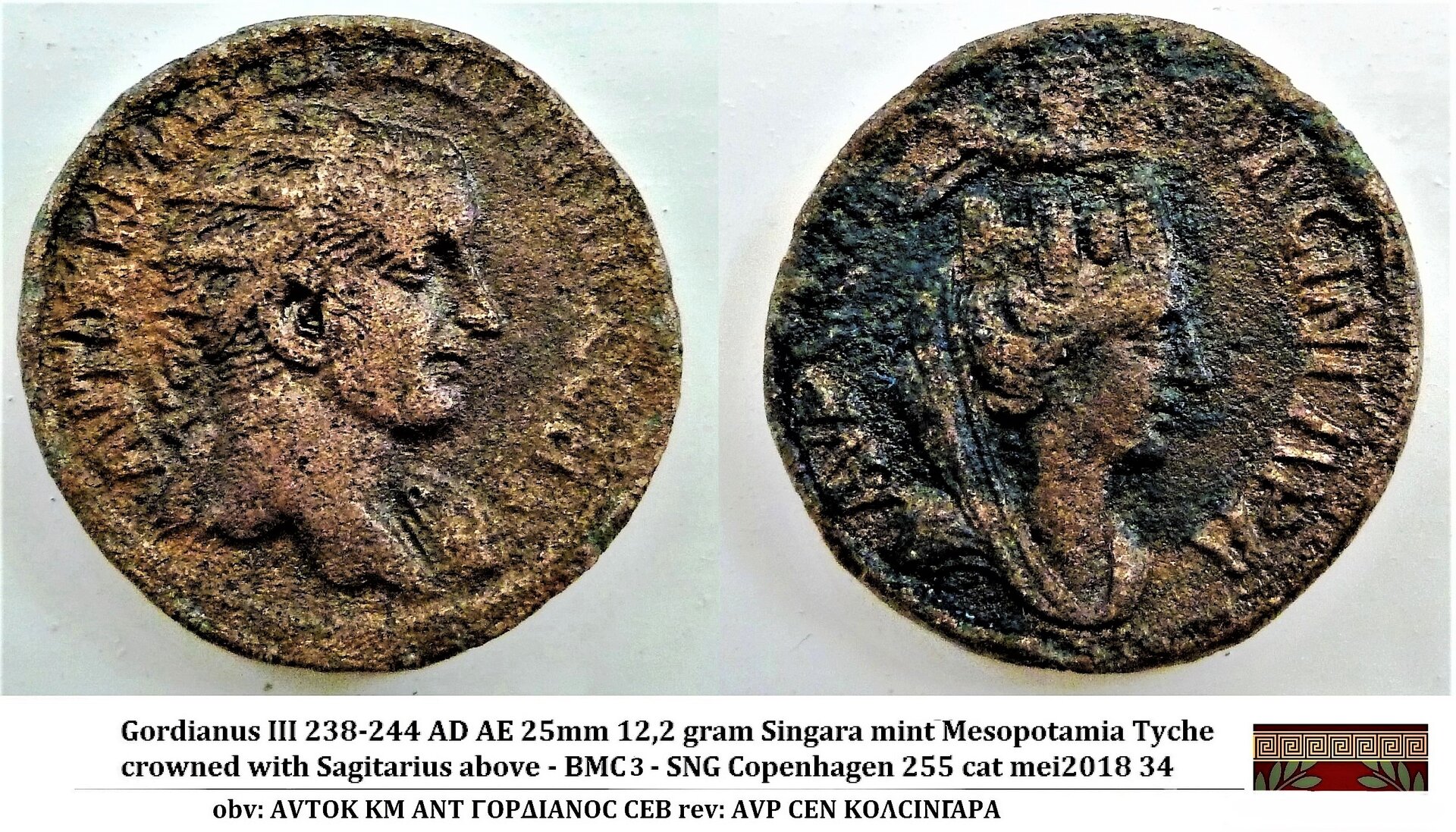 singara gordianus.jpg