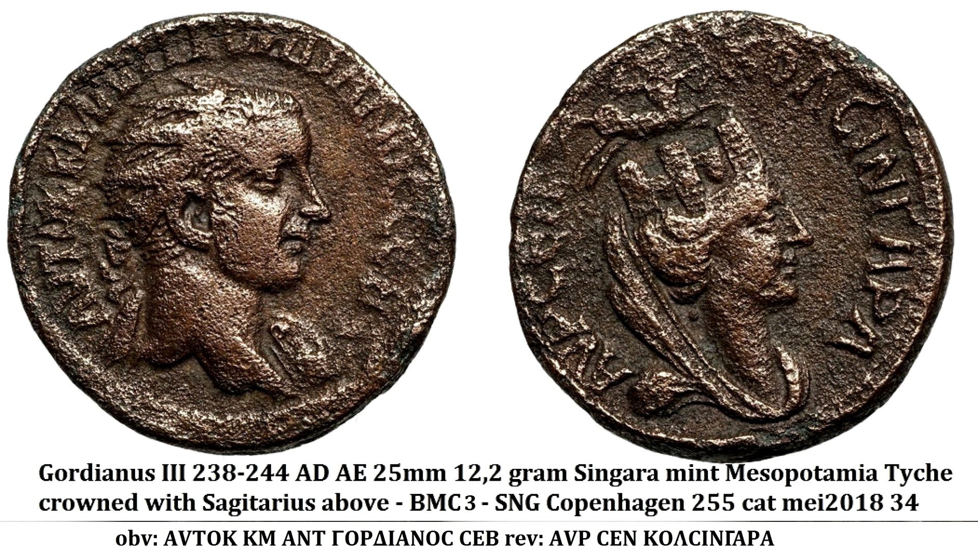 singara gordianus.jpg