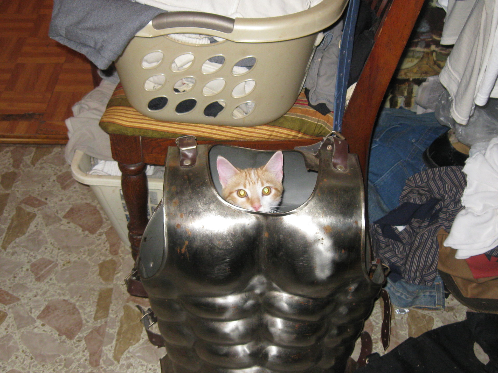 sir catalot 001.JPG