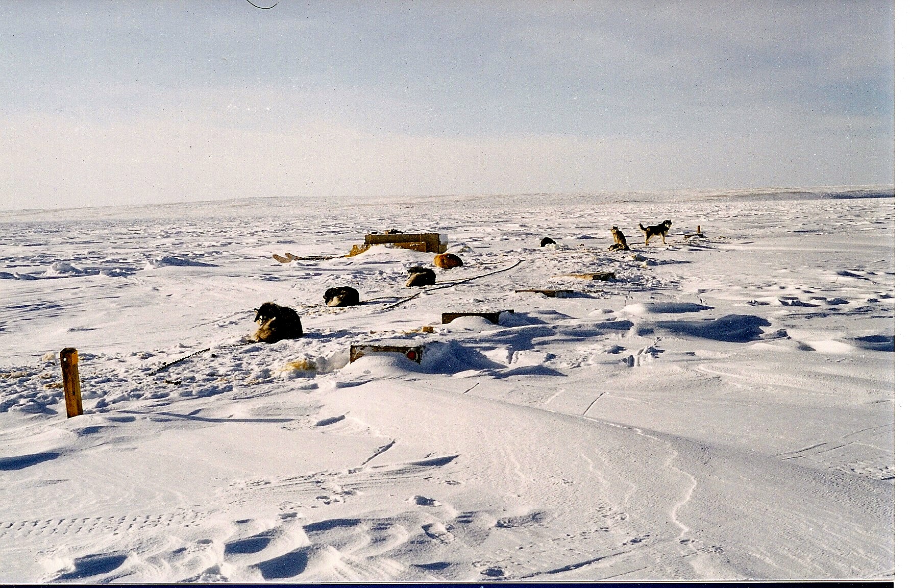 Sled Dog Team in Nunavat.jpg