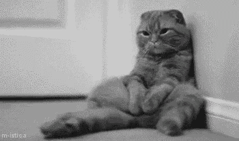 sleepy waiting cat.gif