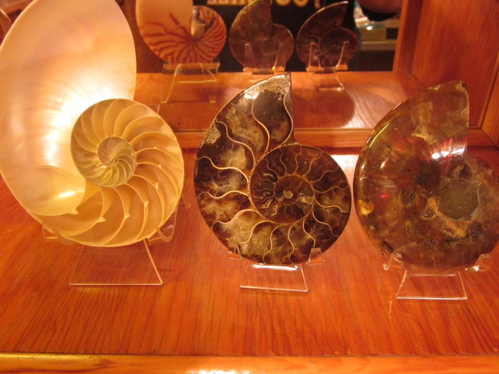 Snail Fossils 1.jpg