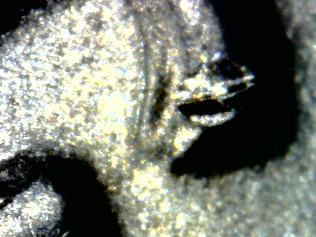 Snapshot000018.jpg