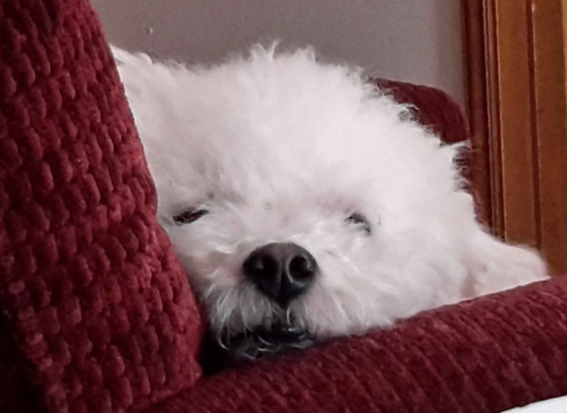 Snoop Dog.jpg
